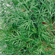 Attēlu rezultāti vaicājumam “Anethum graveolens leaf”