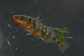 Attēlu rezultāti vaicājumam “Gasterosteus aculeatus”