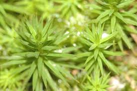 Attēlu rezultāti vaicājumam “Catoptria permutatellus”