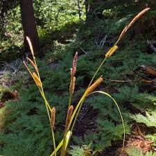 Attēlu rezultāti vaicājumam “Blysmus compressus fruit”