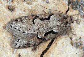 Attēlu rezultāti vaicājumam “Semioscopis oculella”