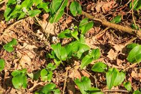 Attēlu rezultāti vaicājumam “Maianthemum bifolium”