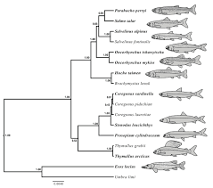 Image result for Coregonus huntsmani