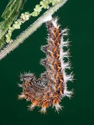 Attēlu rezultāti vaicājumam “Polygonia c-album larva”