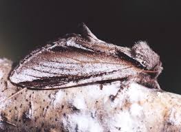 Attēlu rezultāti vaicājumam “Pheosia gnoma male”