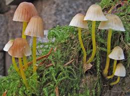 Attēlu rezultāti vaicājumam “Mycena epipterygia”