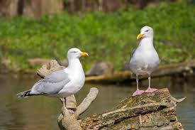 Attēlu rezultāti vaicājumam “Larus argentatus nest”