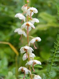 Attēlu rezultāti vaicājumam “Pyrola rotundifolia”