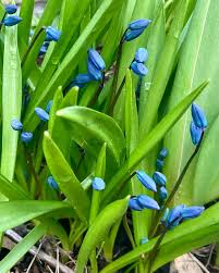 Attēlu rezultāti vaicājumam “Scilla siberica bud”