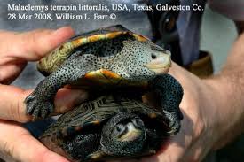 Image result for Malaclemys terrapin