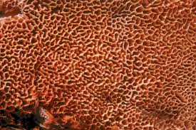 Attēlu rezultāti vaicājumam “Pycnoporellus alboluteus”