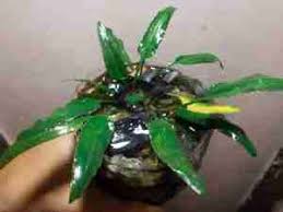 Attēlu rezultāti vaicājumam “Cribraria ferruginea”