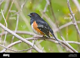 Image result for Pipilo erythrophthalmus