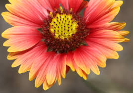 Image result for Gaillardia pulchella