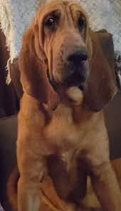 Image result for Carlisle BloodHounds