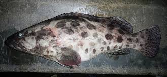 Image result for Epinephelus tukula