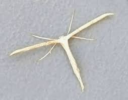 Attēlu rezultāti vaicājumam “Pterophoridae”