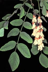 Attēlu rezultāti vaicājumam “Robinia pseudoacacia”