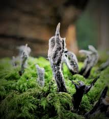 Attēlu rezultāti vaicājumam “Eocronartium muscicola”