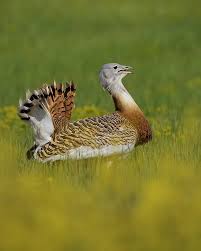 Image result for Otis tarda