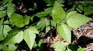Attēlu rezultāti vaicājumam “Clematis leaf”