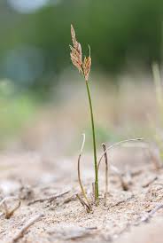 Attēlu rezultāti vaicājumam “Carex arenaria  fruit”