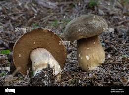 Attēlu rezultāti vaicājumam “Porphyrellus porphyrosporus”