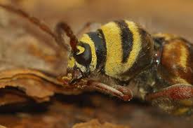 Attēlu rezultāti vaicājumam “Plagionotus detritus imago”