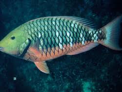 Image result for Sparisoma amplum