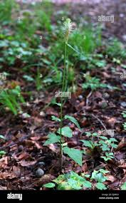 Attēlu rezultāti vaicājumam “Phyteuma spicatum leaf”