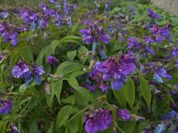 Attēlu rezultāti vaicājumam “Lathyrus vernus”