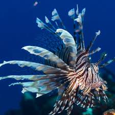 Image result for Pterois volitans
