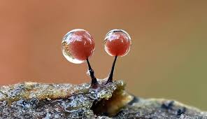 Attēlu rezultāti vaicājumam “Enerthenema papillatum”