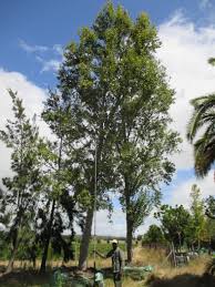 Attēlu rezultāti vaicājumam “Populus simonii”