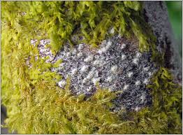 Attēlu rezultāti vaicājumam “Pertusaria leioplaca”