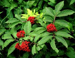 Attēlu rezultāti vaicājumam “Sambucus racemosa fruit”