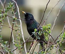 Attēlu rezultāti vaicājumam “Sturnus vulgaris male”