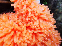 Attēlu rezultāti vaicājumam “Tubifera ferruginosa (subsp. ferruginosa) macro”