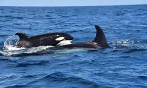 Image result for Orcinus orca