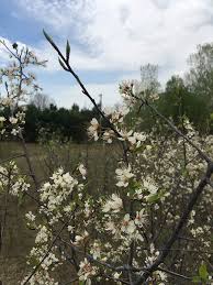 Attēlu rezultāti vaicājumam “Crataegus macracantha flower”