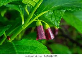 Attēlu rezultāti vaicājumam “Scopolia carniolica flower”