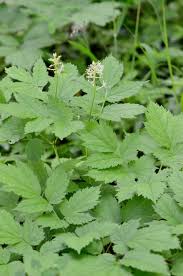 Attēlu rezultāti vaicājumam “Actaea spicata leaf”