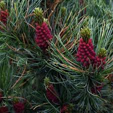 Attēlu rezultāti vaicājumam “Pinus pumila male flower”