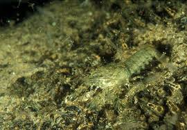 Attēlu rezultāti vaicājumam “Astacus astacus”