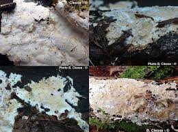 Attēlu rezultāti vaicājumam “Porotheleum fimbriatum”