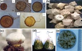 Attēlu rezultāti vaicājumam “Exobasidiales”