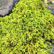 Attēlu rezultāti vaicājumam “Anomodon attenuatus sporophyte”