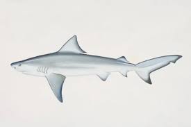 Image result for Carcharhinus leucas