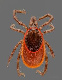 Attēlu rezultāti vaicājumam “Ixodes female”