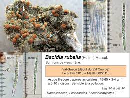Attēlu rezultāti vaicājumam “Bacidia rubella”